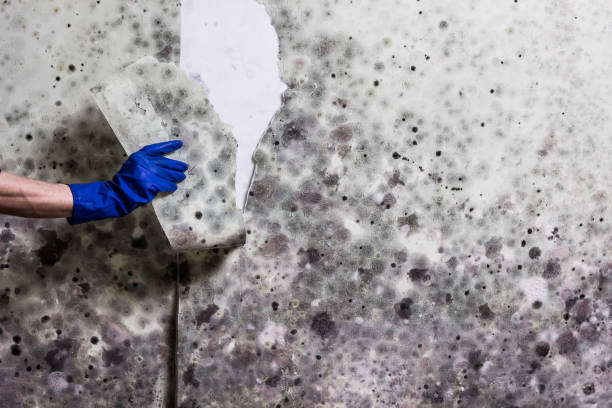 Reliable Rockwood, TN Mold Remediation Solutions
